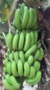 FRESH GREEN CAVENDISH BANANA