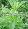 Stevia Leaf Extract 