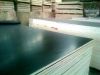 Film Faced Plywood / LVL/LVB
