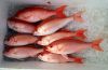 Red GROUPER FISH