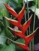 Heliconia bihai cv. Lo...