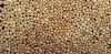 Cowpea Bean