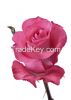 Bonheur pink rose