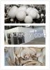 white button mushroom ...