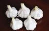 high quality fresh garlic price Pure White Garlic alho fresh garlic