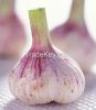 high quality fresh garlic price Pure White Garlic alho fresh garlic