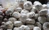 high quality fresh garlic price Pure White Garlic alho fresh garlic