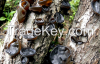black mushroom Dried B...
