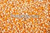 Dried Yellow / White Corn