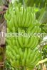 Vietnam Fresh Cavendis...