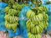 Vietnam Fresh Cavendis...