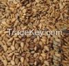 Sesame Seeds
