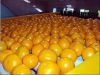 Fresh Oranges