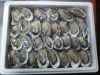 Frozen Abalone Shellfi...