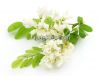 sophora flower honey