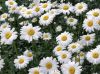 Chamomile essential oil