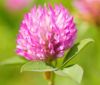 Red Clover Extract/Tot...