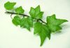 High Quality Ivy Leaf Extract 1%-10%Hederagenin