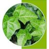 High Quality Ivy Leaf Extract 1%-10%Hederagenin