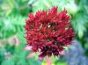 Rhodiola Rosea Extract