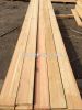Siberian Larch