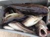 Fresh Atlantic Cod (Ga...