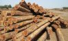 tropical timber logs Teak wood / Oak wood logs / Pine wood logs