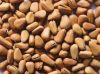 Raw Pine nut Kernels i...