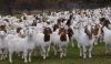 Live Boer Goats, Live ...