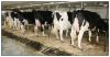 Holstein Heifer Cows and other Diary Cows Ready For Export