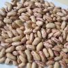 Light Speckled Kidney Beans American oval shape/Cranberry beans