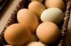 Fresh Table Eggs , Fresh Farm Eggs , Fresh Chicken Table Eggs ,Poultry Table Eggs