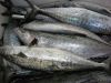 FROZEN FISH And FRESH ...
