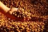 Grade AAAA Almond Nuts...