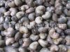 Raw Cashew Nuts in Jut...