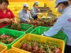 Vietnam Fresh Dragon Fruit