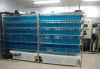 zebra fish life suppor...