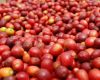 rwanda rare  arabica o...