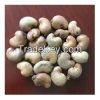 Raw Cashew Nuts For Sale Good Quality 