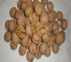 walnut kernels light halves