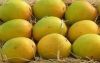 Fresh Alphonso Mangoes...