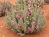 Hoodia Gordonii Powder