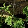 Plant support net /cucumber netting