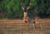 Deer Fence net /Plastic Deer Netting