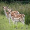 Deer Fence/Plastic Deer Net