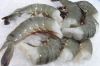 White Prawn (Penaeus I...