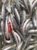 Pacific Mackerel Whole round