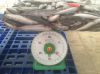 Pacific Mackerel Whole round