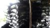 Hardwood Charcoal