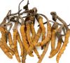 Cordyceps Sinensis